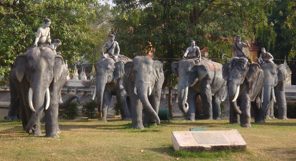 surin-elephant