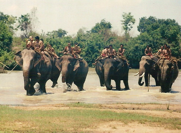 surin-elephant