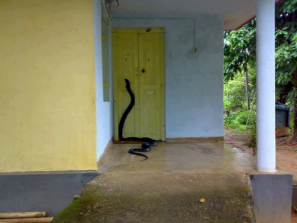 snake-in-house