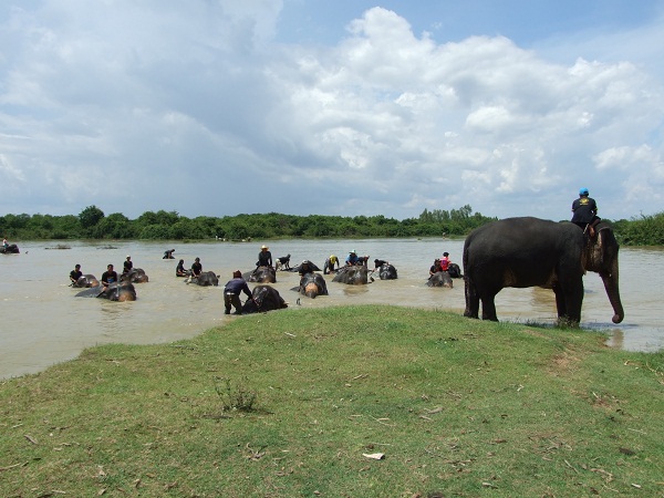 Elephants-bathing