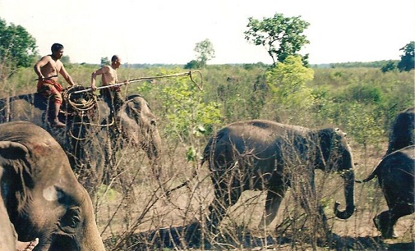 catch-elephant